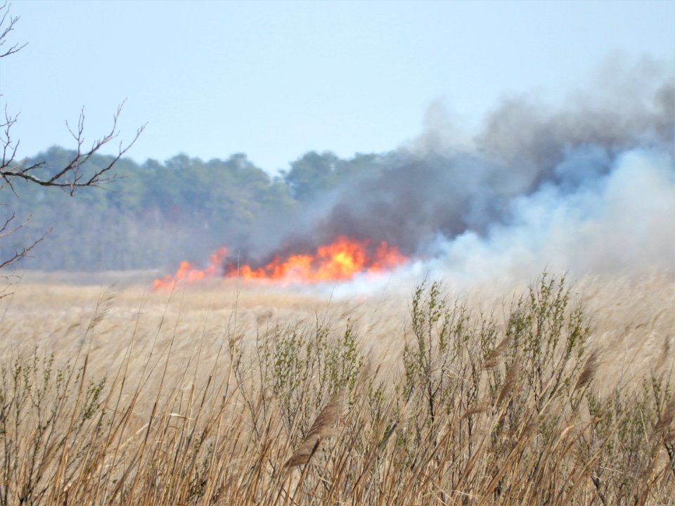 scene prescribed fire Mackay Island NWR ncwetlands KG (6)