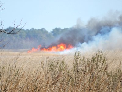 scene prescribed fire Mackay Island NWR ncwetlands KG (6)