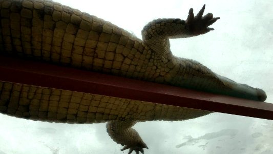 Excursion Crocoparc Agadir