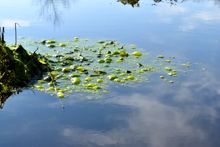 algae bubbles John Lawson ncwetlands AM (12)