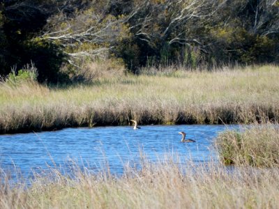 scene fort fisher state recreation area ncwetlands KG (2)