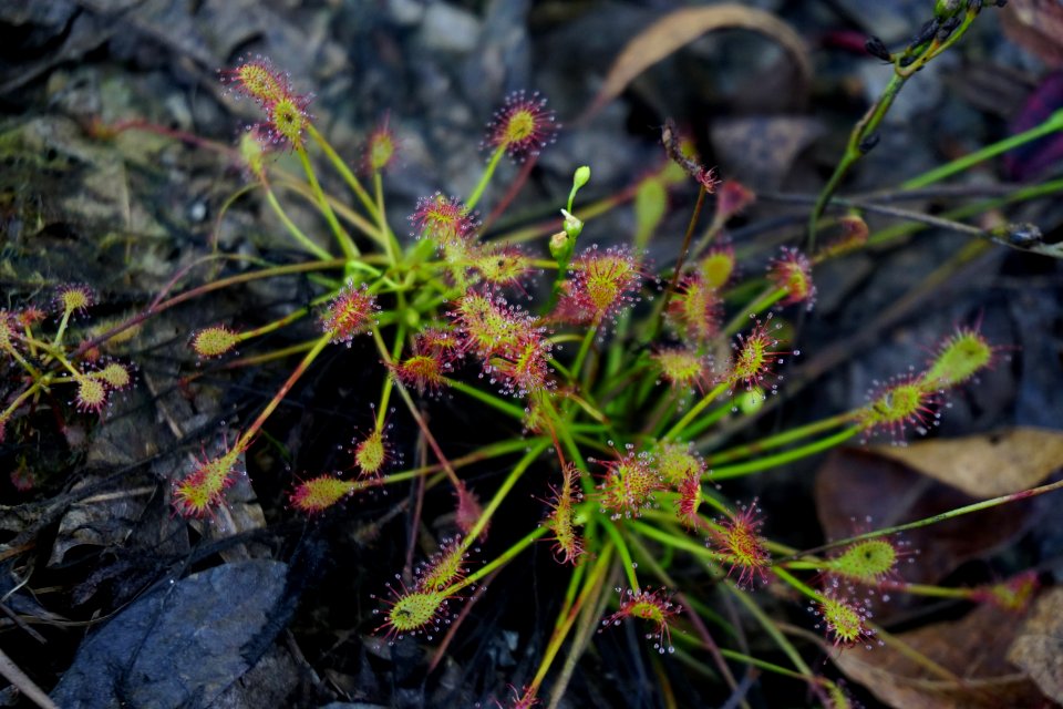 plant sundew Stones Creek Game Land ncwetlands KG (14)