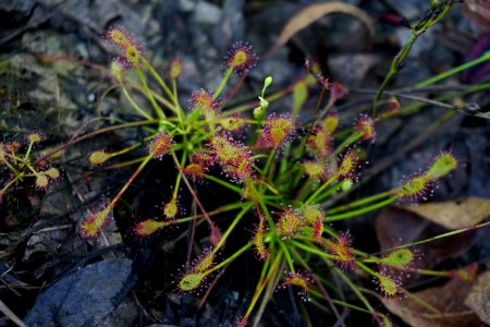 plant sundew Stones Creek Game Land ncwetlands KG (14)
