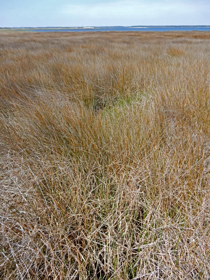 scene needlerush marsh fort fisher state historic site ncwetlands KG (2)