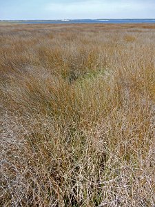 scene needlerush marsh fort fisher state historic site ncwetlands KG (2)
