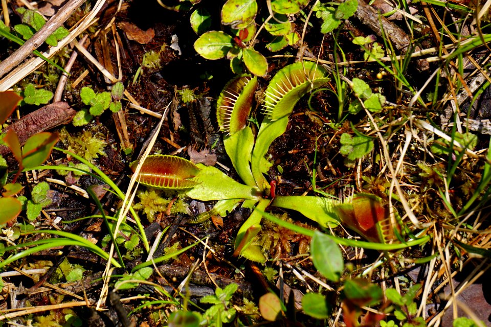 plant venus fly trap Carolina beach state park ncwetlands KG (9)