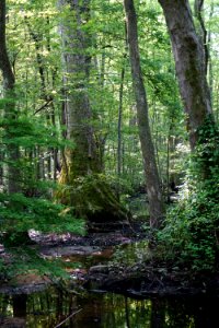 scene Lower Roanoke River Wetlands Gameland ncwetlands KG (10)