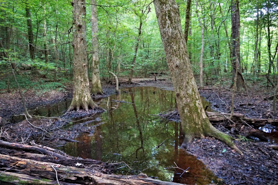 scene wetland swift creek bluffs ncwetlands KG (7)