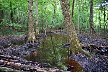 scene wetland swift creek bluffs ncwetlands KG (7)