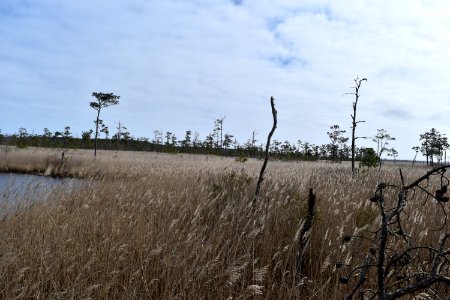 scene great marsh trail loop Mackay Island NWR ncwetlands AM (27)