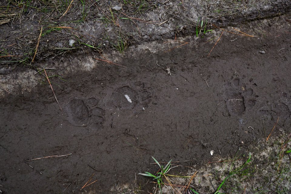 scene bear tracks Suggs Millpond Gameland KG