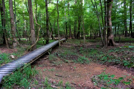 scene Old Beech Trail Lake Crabtree County Pk ncwetlands KG (49)