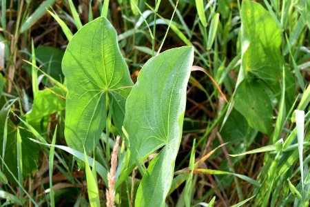 plant sagittaria Little Tennessee River Greenway Airport Trail ncwetlands AM (12)
