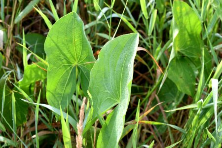 plant sagittaria Little Tennessee River Greenway Airport Trail ncwetlands AM (12) photo