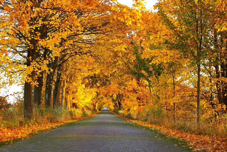 Away road tree lined avenue photo