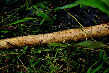mammal beaver chewing Brinkleyville Gameland ncwetlands KG