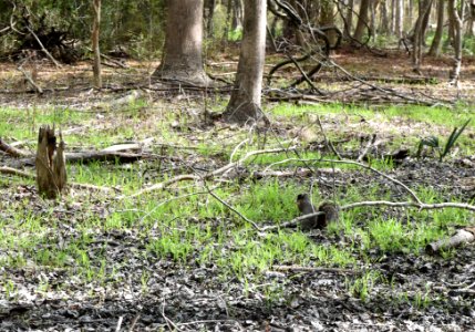 mammal rare fox squirrel Carolina Beach SP ncwetlands AM