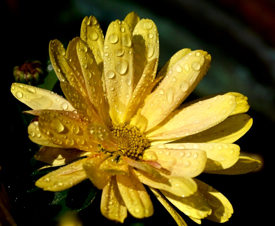 Bloom raindrop yellow