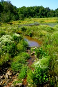 scene Neuse River Trail Craig Burn Ln ncwetlands KG (4)