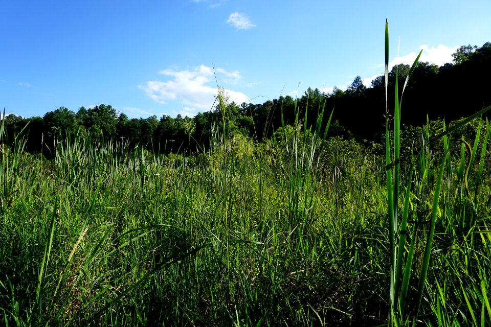 scene Suli Marsh ncwetlands KG (10)