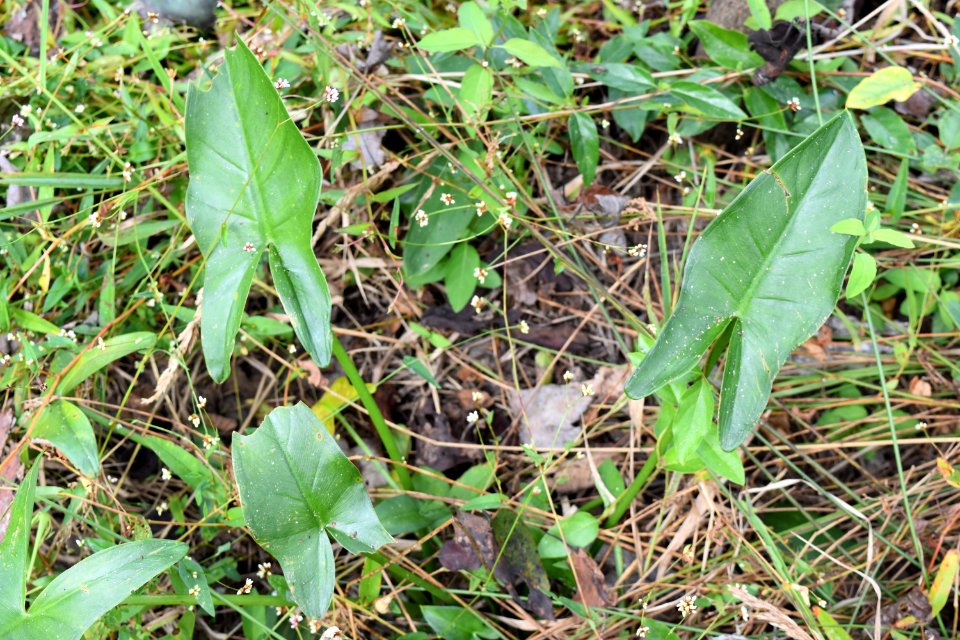 plant peltandra Brinkleyville Gameland ncwetlands AMM (9)