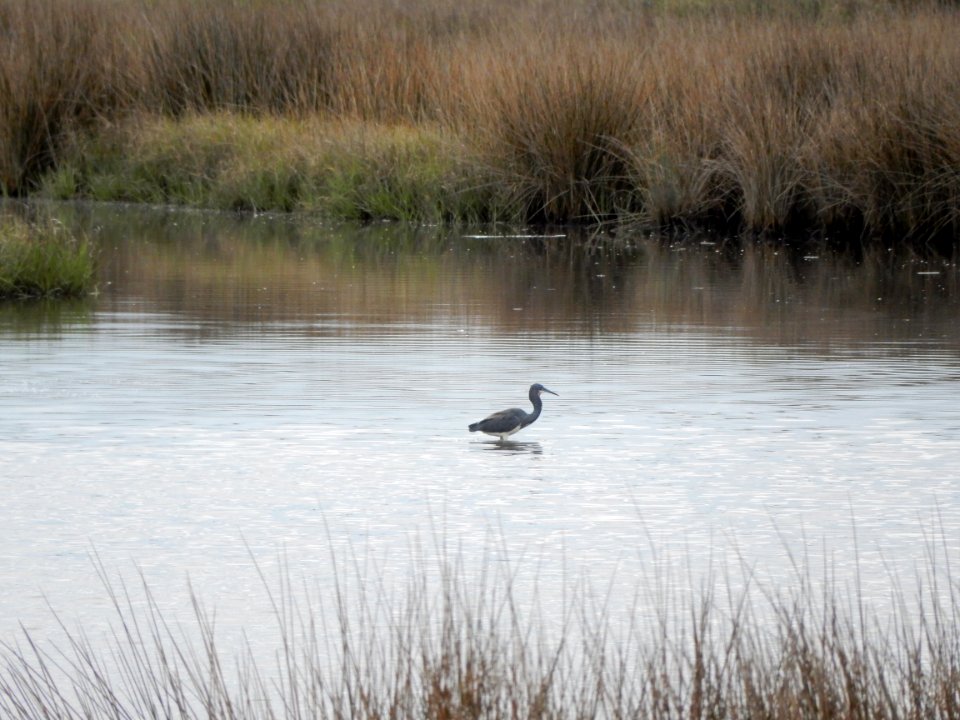 tricolored heron oak island 9th st scenic walkway ncwetlands KG