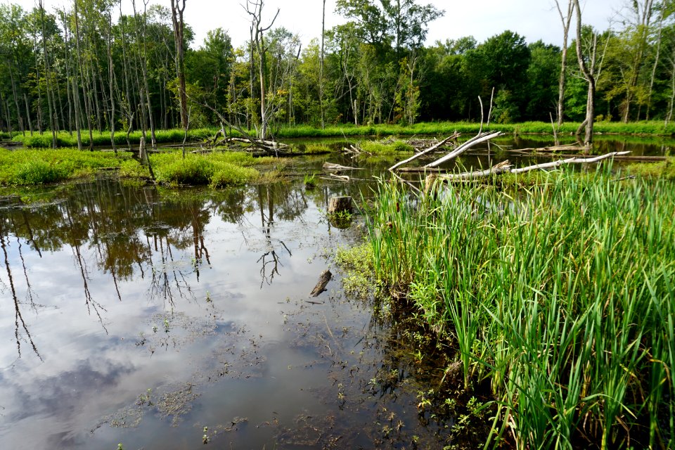 scene white oak creek greenway ncwetlands KG (9)