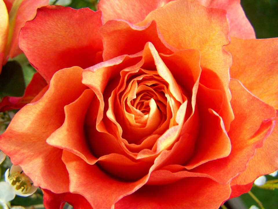 Rose orange yellow and pink cut flower