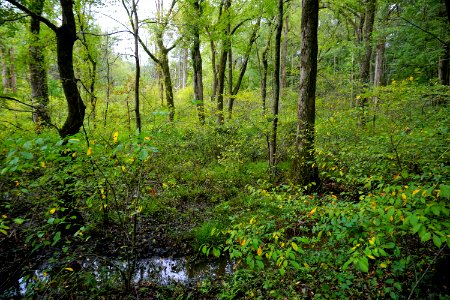 scene Abbotts Creek Trail ncwetlands KG (8)