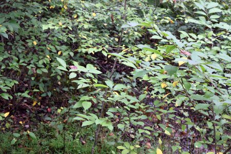 plant spicebush  Abbotts Creek Trail ncwetlands AM (3)