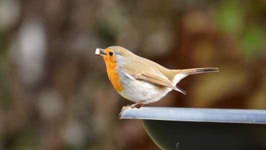 Der "Vogel des Jahres" braucht auch mal einen Snack