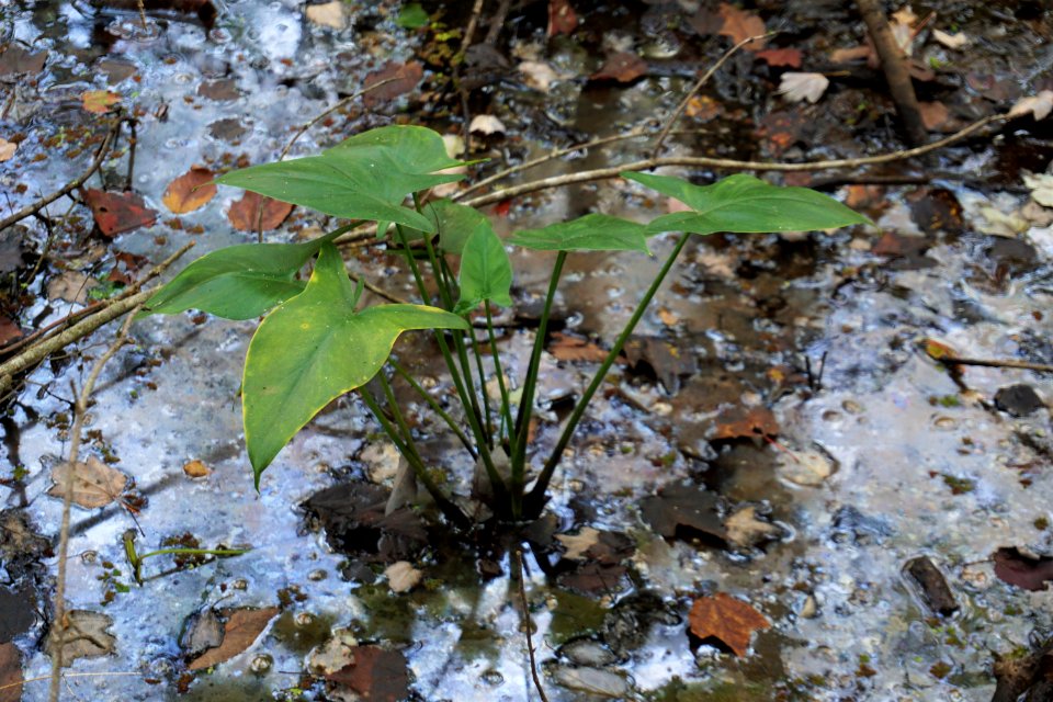 plant Peltandra sp. Embro Gameland ncwetlands KG