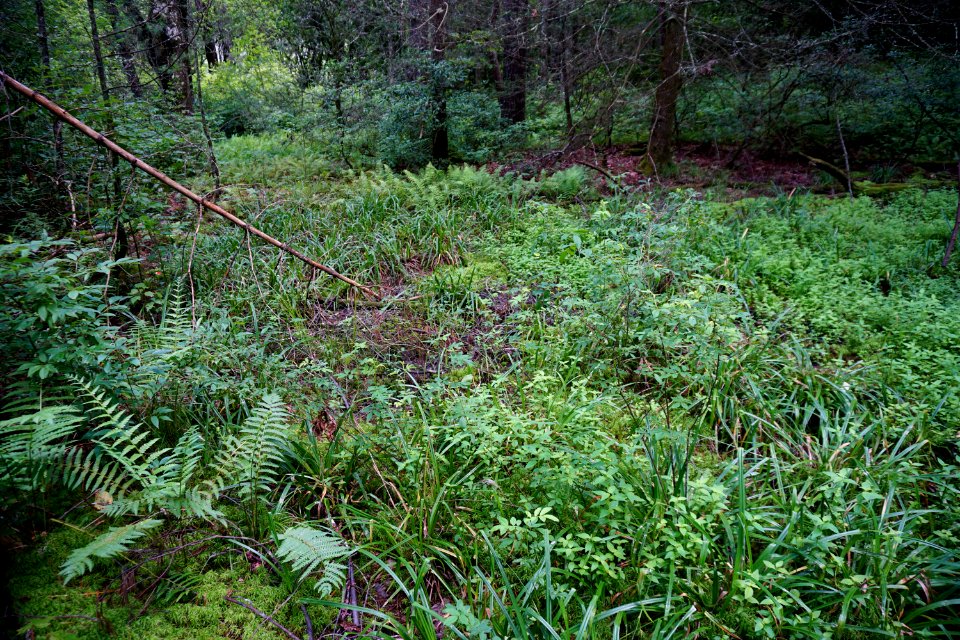 scene wetland Pink Beds Pisgah NF ncwetlands KG (7)