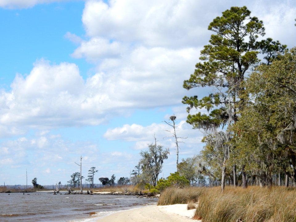 scene osprey nest Goose Creek SP KG (3)