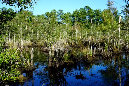 scene beaver pond Stones Creek Game Land ncwetlands KG (6)