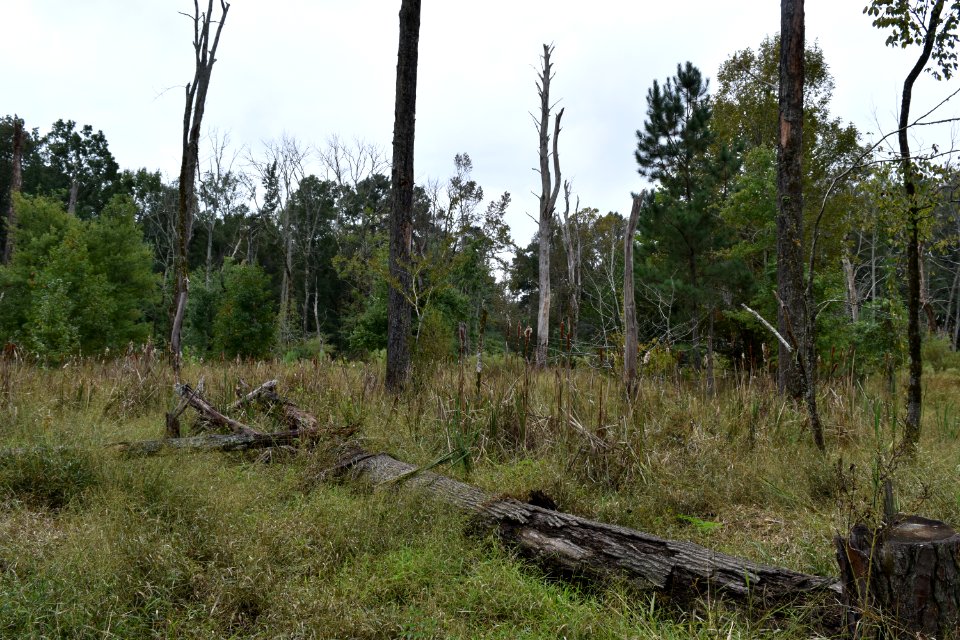 scene Abbotts Creek Trail ncwetlands AM (19)