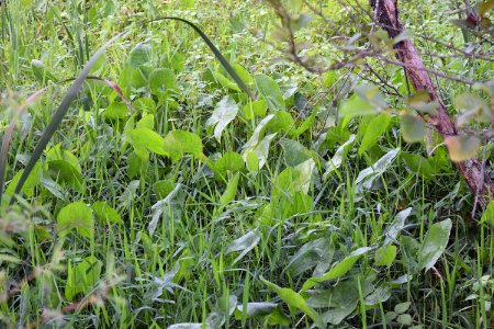 plant sagittaria Suli Marsh ncwetlands AM (7)