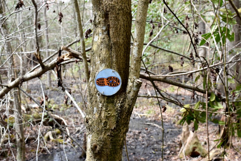 scene Dismal Swamp SP ncwetlands AM (104)