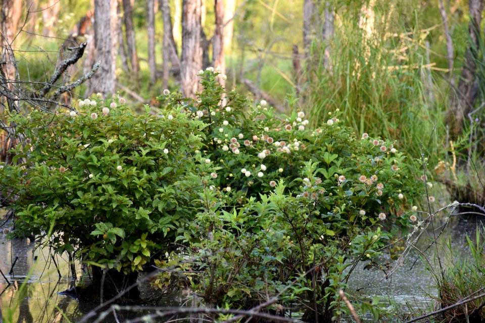 plant buttonbush Wesley's Park ncwetlands AM (20)