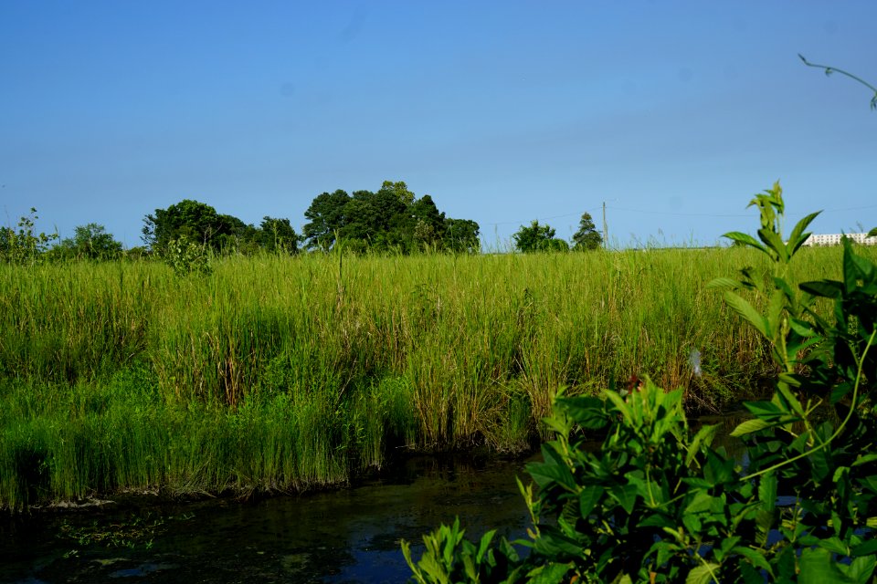 spartina cynosuroides Lawson Creek Park KG (10)