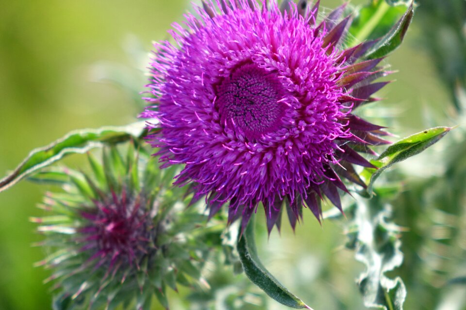 Flowert plant nature