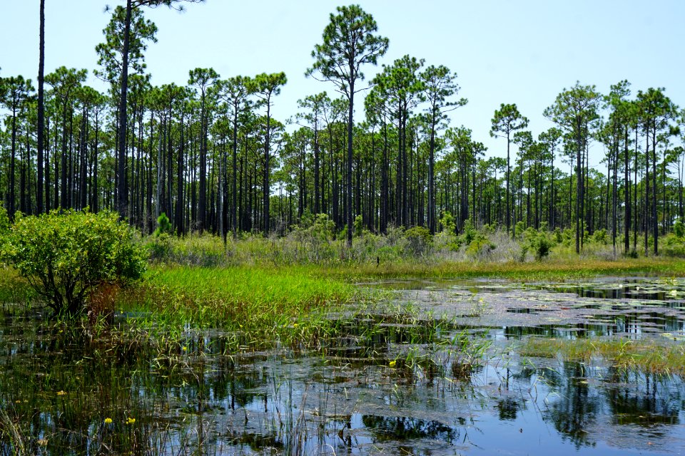 scene brandon's pond area croatan NF KG (7)