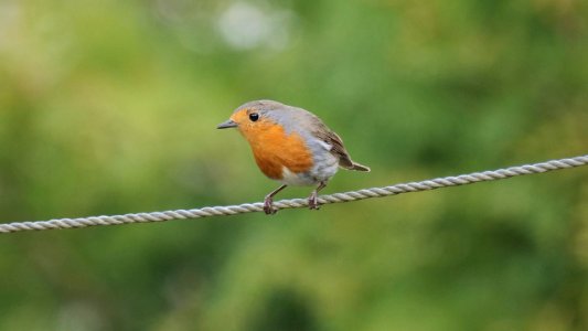 Der "Vogel des Jahres" als Seiltänzer
