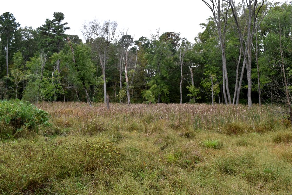 scene Abbotts Creek Trail ncwetlands AM (16)