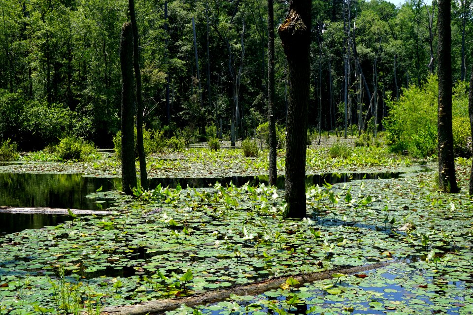 scene beaver pond weymouth woods KG (121)