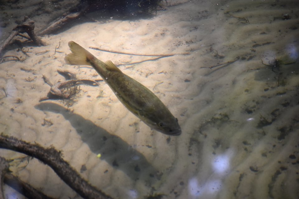 fish Pettigrew State Park ncwetlands am (64)