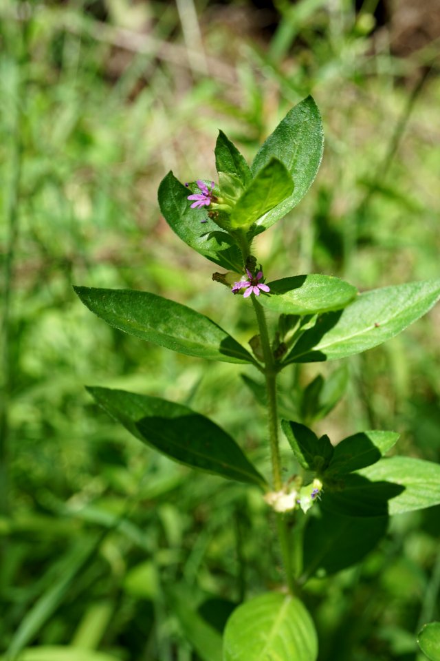 cuphea carthagenensis Cedar Point trail Croatan KG (1)
