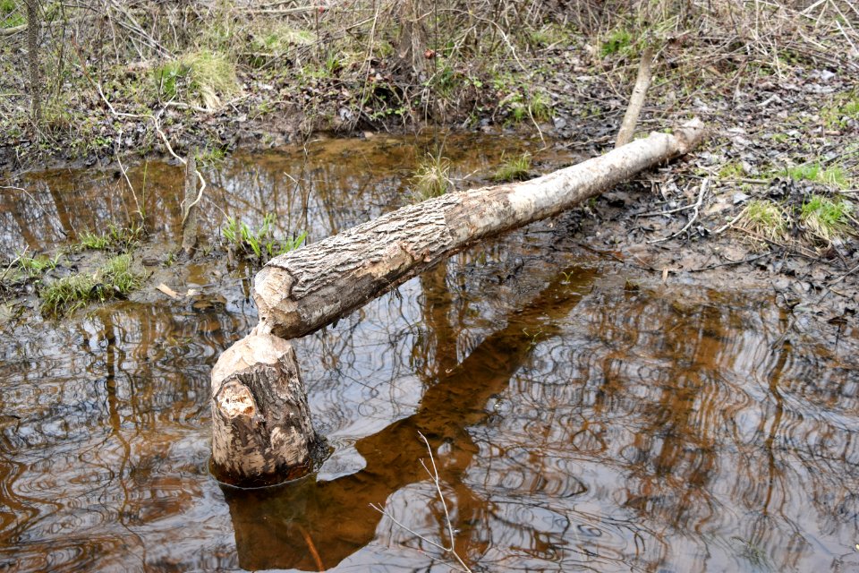 beaver activity Tillery Gamelands ncwetlands AM (2)