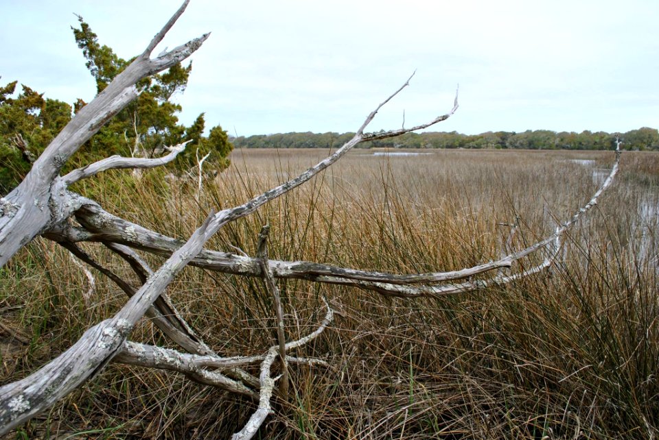 scene 3 Bald Head Woods Reserve NC Coastal Reserve