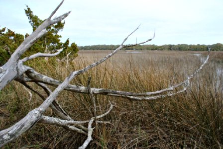 scene 3 Bald Head Woods Reserve NC Coastal Reserve